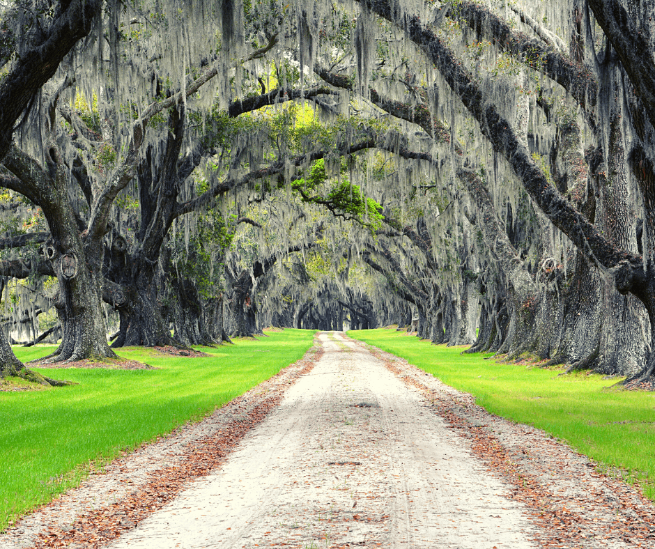 Weeping Willow Trees in South Carolina - SC Weeping Willow Trees