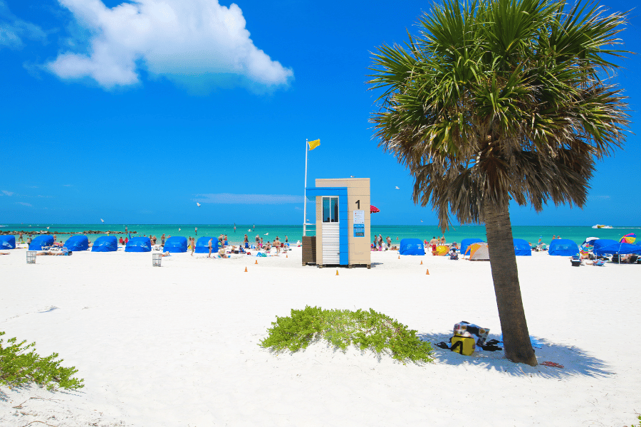 clearwater beach florida with palm trees, white sand, and blue water