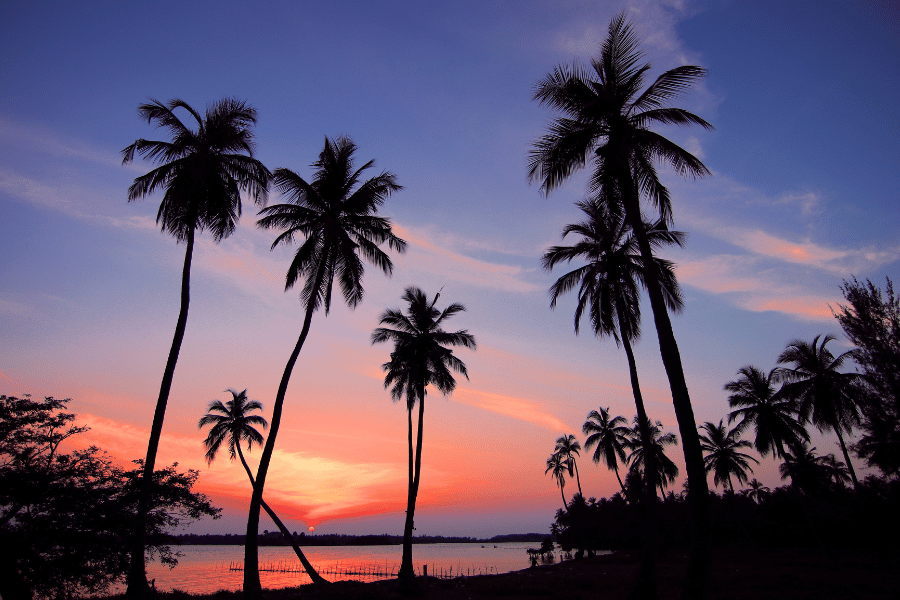 Beautiful pink and purple sunset with palm trees 