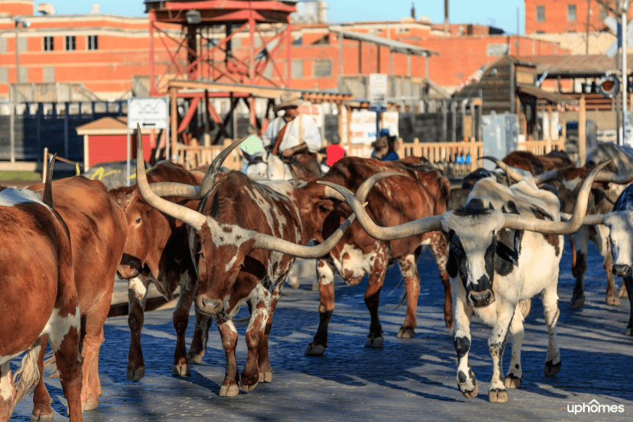 Fort Worth cattle moving down the street in Texas Fort Worth Cattle moving down the street in Texas