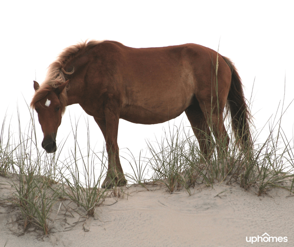 Horse in the outer banks - Wild Horse running around the Outer Banks