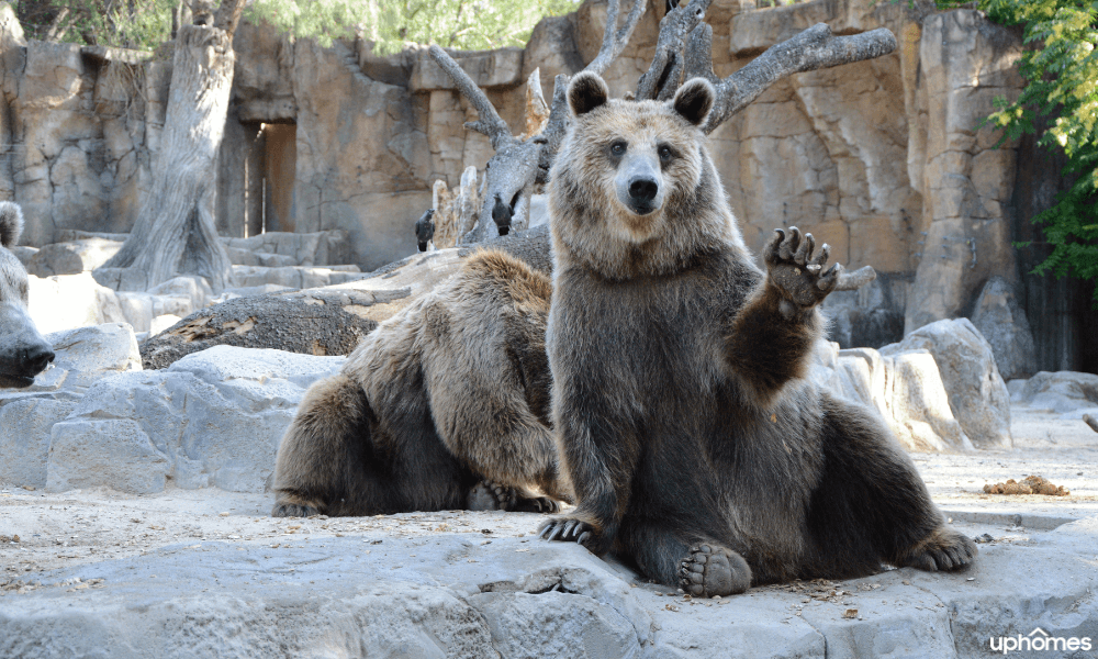 A day trip to the zoo is a great idea for the entire family or a group of friends, kids love it!