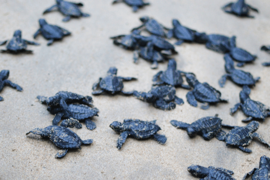 Baby sea turtles crawling through the sand 