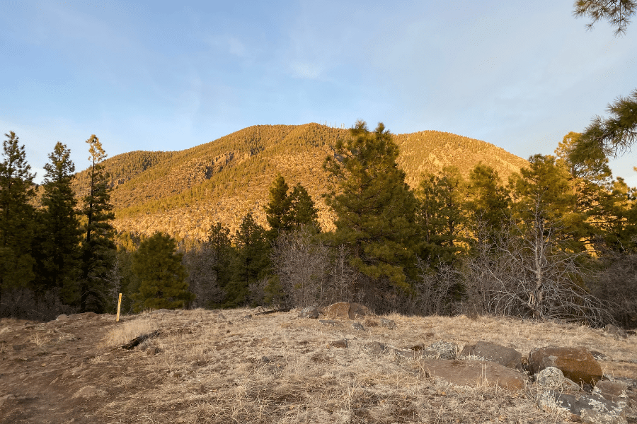 Buffalo-Park-Flagstaff.png Buffalo Park in Flagstaff, AZ with pondersoa pines
