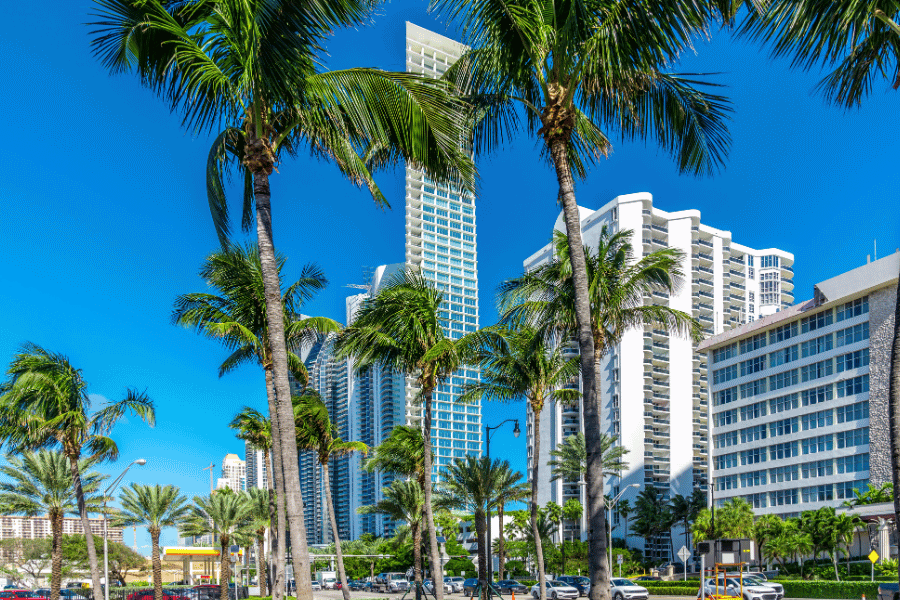palm-trees-port-charlotte.png Palm trees in Port Charlotte