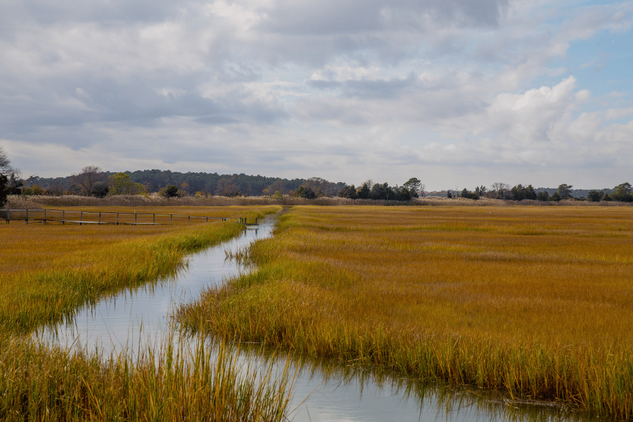 marsh-lewes-de-cloudy-skies.png Marsh in Lewes DE with cloudy skies