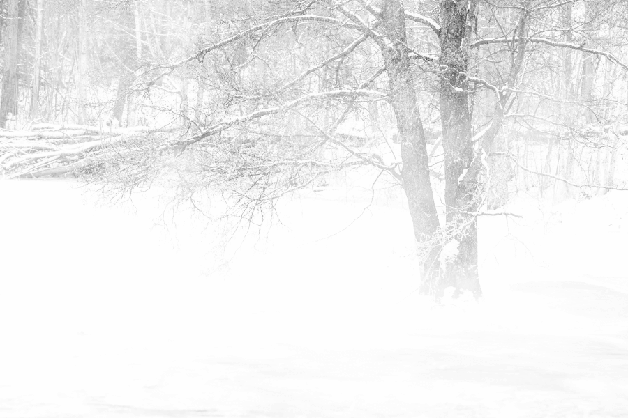 blizzard.png blizzard conditions in the woods
